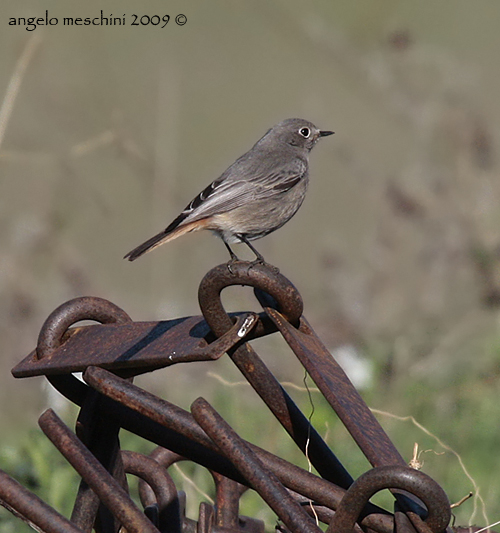 Un Codirosso spazzacamino e la campagna antica